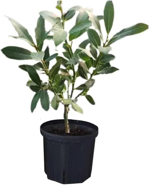 Bay Laurel Live Plant, Sweet Bay Laurus Nobilis, 4" Pot, Indoor/Outdoor - Image 6