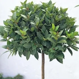 Bay Laurel Tree Live Plant, Laurus Nobilis Herb, 6-9 Inches Tall, Sweet Bay - Image 2