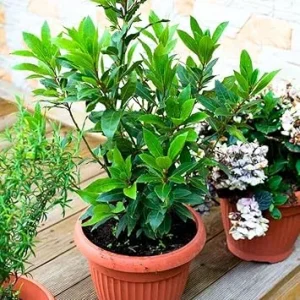 Bay Laurel Tree Live Plant, Sweet Bay Laurus Nobilis, 8-10" Tall, Indoor/Outdoor Culinary Herb - Image 2