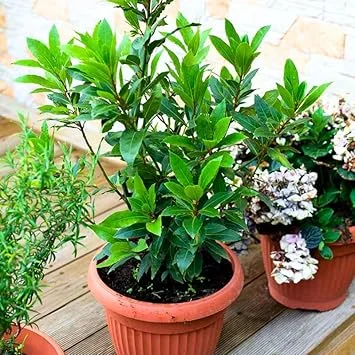 Bay Laurel Tree Live Plant, Sweet Bay Laurus Nobilis, 8-10" Tall, Indoor/Outdoor Culinary Herb - Image 2