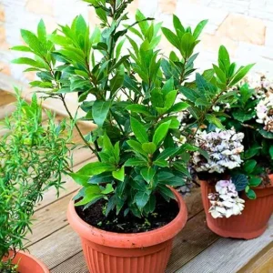 Bay Laurel Tree Live Plant, Sweet Bay Laurus Nobilis, 8-10