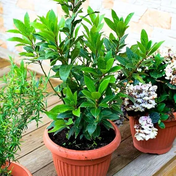 Bay Laurel Tree Live Plant, Sweet Bay Laurus Nobilis, 8-10" Tall, Indoor/Outdoor Culinary Herb - Image 5