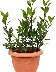 Bay Leaf Live Plant 8-12" Tall - Sweet Bay Laurel, Laurus Nobilis, 4" Pot, Indoor/Outdoor Herb Tree - Image 2