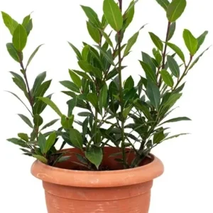 Bay Leaf Live Plant 8-12