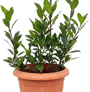 Bay Leaf Live Plant 8-12