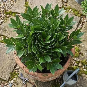 Bay Leaf Live Plant - Laurus Nobilis Bay Laurel Tree, 5-8" Tall, Fragrant Culinary Herb for Outdoor Planting - Image 1