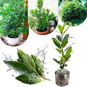 Bay Leaf Live Plant, Laurus Nobilis Herb Tree, 4-8" Tall, Fragrant Outdoor - Image 2