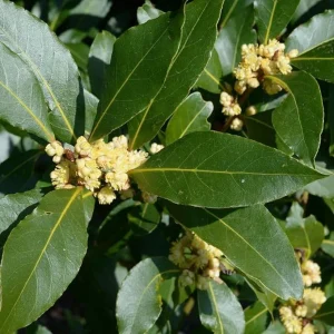 Bay Leaf Live Plant, Laurus Nobilis Sweet Bay Laurel, 5-9" Tall, Indoor/Outdoor - Image 2