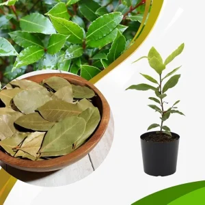 Bay Leaf Live Tree Plant - Laurus Nobilis Sweet Bay Laurel, 7-10 Inch Tall in 4 Inch Pot - Image 2