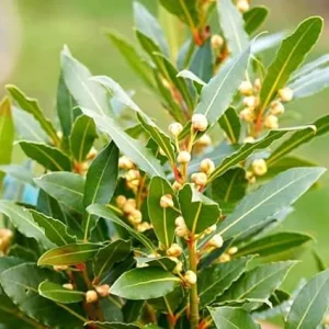 Bay Leaf Tree Live Plant 5-7 Inches - Laurus Nobilis for Indoor & Outdoor - Image 6