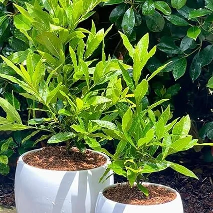 Bay Leaf Tree Live Plant - 5-8" Tall Fragrant Laurus Nobilis Herb for Outdoor Planting - Image 7