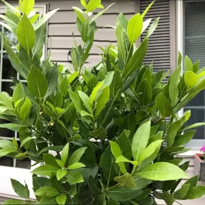 Bay Leaf Tree Live Plant, Laurus Nobilis, 6-10" Tall in 4" Pot, Fragrant Herb - Image 2