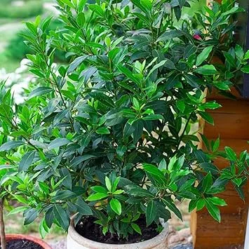 Bay Leaf Tree Live Plant - Laurus Nobilis, 6-10" Tall in 4" Pot, Indoor/Outdoor - Image 1