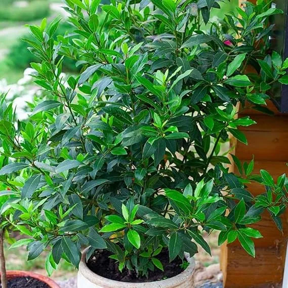Bay Leaf Tree Live Plant - Laurus Nobilis, 6-10" Tall in 4" Pot, Indoor/Outdoor - Image 6