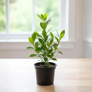 Bay Leaf Tree Live Plant - Laurus Nobilis in 4" Pot, 8-10" Sweet Bay Laurel Herb for Culinary & Garden - Image 2