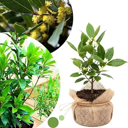 Bay Leaf Tree Live Plant, Sweet Bay Laurel, 6-10" Tall in 4" Pot, Culinary Herb - Image 6