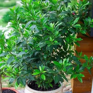 Bay Leaf Tree Live Plant, Sweet Bay Laurel, 8-10 Inches Tall, Indoor/Outdoor - Image 5