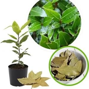 Bay Leaf Tree Plant Laurus Nobilis Live Plant 7-10 Inches Tall in 4 Inch Pot - Image 5