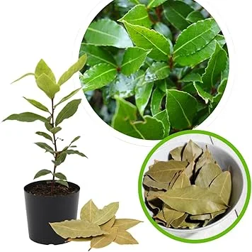 Bay Leaf Tree Plant Laurus Nobilis Live Plant 7-10 Inches Tall in 4 Inch Pot - Image 7