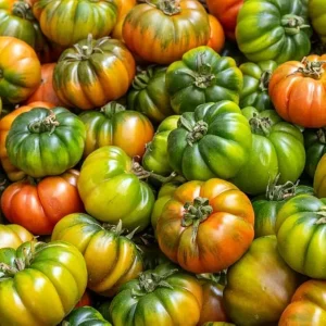 Beefsteak Tomato Live Plant – Large Fruiting Variety, 4 Inch Pot, 4-6 Inch Tall - Image 2