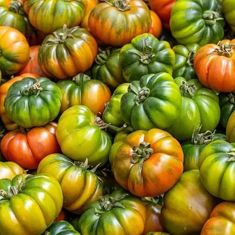 Beefsteak Tomato Live Plant – Large Fruiting Variety, 4 Inch Pot, 4-6 Inch Tall - Image 3