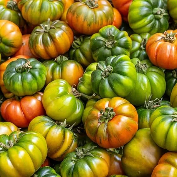 Beefsteak Tomato Live Plant – Large Fruiting Variety, 4 Inch Pot, 4-6 Inch Tall - Image 4