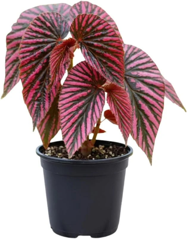 Begonia Live Plant, Silver Foliage, 4-8 Inches, Decorative Houseplant for Indoor & Outdoor - Image 1