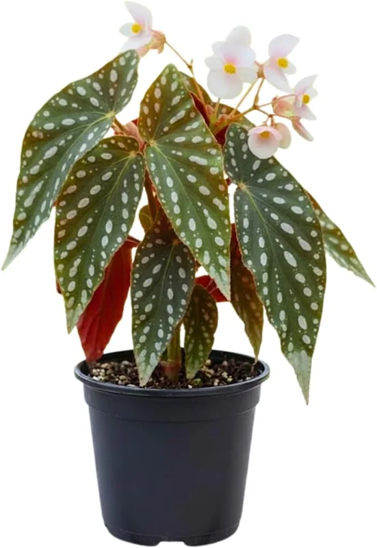 Begonia Live Plant, Silver Foliage, 4-8 Inches, Decorative Houseplant for Indoor & Outdoor - Image 3