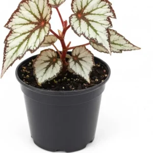 Begonia Live Plant, Silver Foliage, 4-8 Inches, Decorative Houseplant for Indoor & Outdoor - Image 5