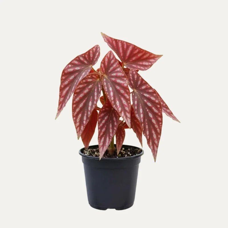 Begonia Live Plant, Silver Foliage, 4-8 Inches, Decorative Houseplant for Indoor & Outdoor - Image 6
