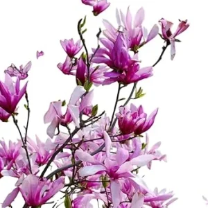 Betty Magnolia Tree Live Plant 2 Ft Tall - Deep Purple Tulip Lily Magnolia - Image 4