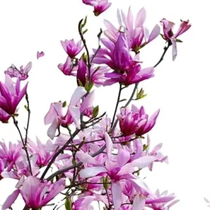 Betty Magnolia Tree Live Plant 2 Ft Tall - Deep Purple Tulip Lily Magnolia - Image 6