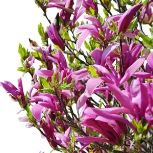 Betty Magnolia Tree Live Plant 3 Ft Tall - Deep Purple Flowering Tulip Magnolia - Image 5