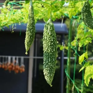 Bitter Melon Live Plant Starter - Bitter Gourd Vegetable Plant, 3-5 Inch Tall - Image 3