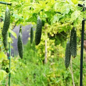 Bitter Melon Live Plant Starter - Bitter Gourd Vegetable Plant, 3-5 Inch Tall - Image 5