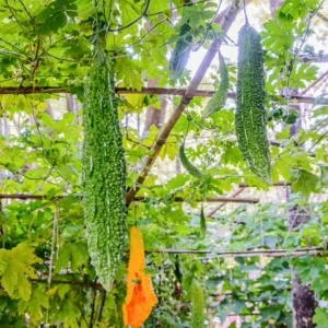 Bitter Melon Live Plant Starter - Bitter Gourd Vegetable Plant, 3-5 Inch Tall - Image 6