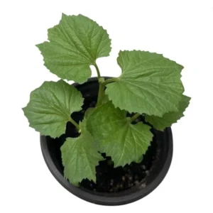 Bitter Melon Live Plant Starter - Bitter Gourd Vegetable Plant, 3-5 Inch Tall - Image 9