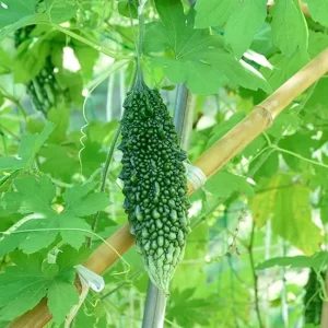 Bitter Melon Live Plants - Set of 2 - 4 to 6 Inch Tall in 4 Inch Pot - Outdoor Vegetable Garden - Image 4