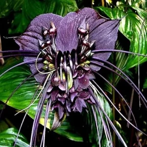 Black Bat Flower Tacca Chantrieri Live Plant – 5-9 Inch Tall – Potted Houseplant - Image 6