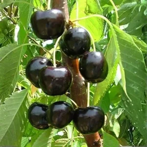 Black Cherry Tree Live Plant – 2 Bare Root Sweet Cherry Trees, 2 Years Old, 3-4 Ft Tall, Outdoor Hardy Fruit Trees - Image 4