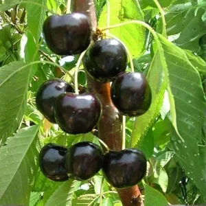Black Cherry Tree Live Plant – 2 Bare Root Sweet Cherry Trees, 2 Years Old, 3-4 Ft Tall, Outdoor Hardy Fruit Trees - Image 7