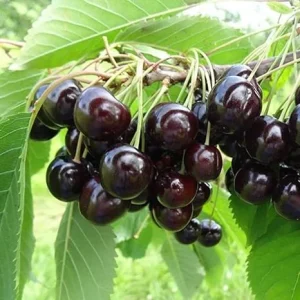 Black Cherry Trees - Live Fruit Tree, 3-4 ft Tall, Hardy, Outdoor (2-Pack) - Image 2