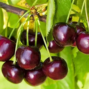 Black Cherry Trees Live Plants, 1-1.5 ft Tall, Bare Root, Sweet Fruit, Cold Hardy - Image 6