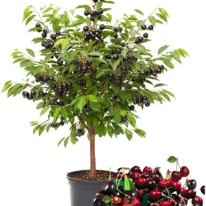 Black Cherry Trees Live Plants, 1-1.5 ft Tall, Bareroot, Hardy Fruit & Shade - Image 6