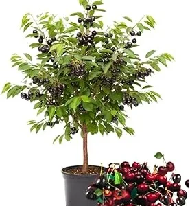 Black Cherry Trees Live Plants, 1-1.5 ft Tall, Bareroot, Hardy Fruit & Shade - Image 7