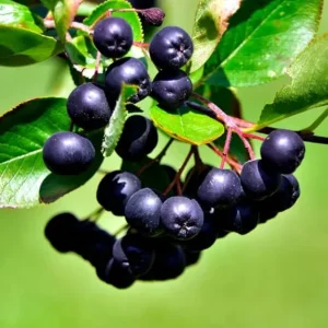 Black Chokeberry Live Plant – Aronia Berry Shrub 6-12 Inch Tall – Zones 3-8 - Image 5