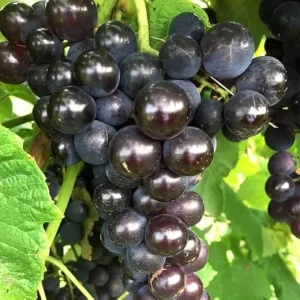 Black Cowart Muscadine Vine Plant - 2 Year Old Sweet Grapevine for Outdoor - Image 2
