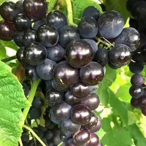 Black Cowart Muscadine Vine Plant - 2 Year Old Sweet Grapevine for Outdoor - Image 3