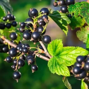 Black Currant Bush Live Plant - 1 Year Old Sweet Berry Shrub, 5-9 inches Tall, USDA Zones 3-8, Outdoor Fruit Plant - Image 4