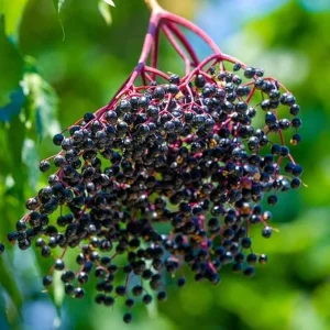 Black Elderberry Live Plant - 2-3 Feet Tall Hardy Berry Shrub Outdoor - Image 2
